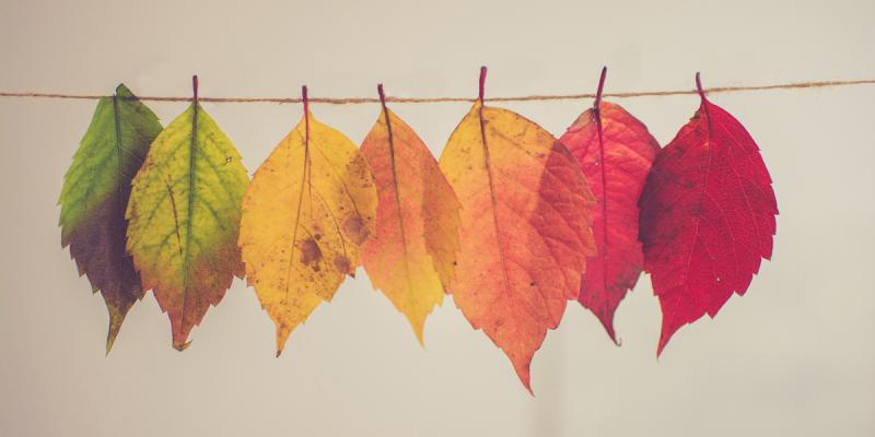 Green, yellow and red leaves on a string