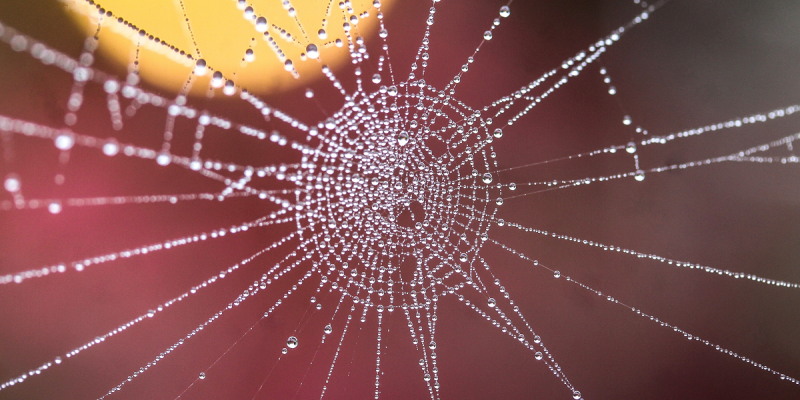 Image of water droplets in a spider web.