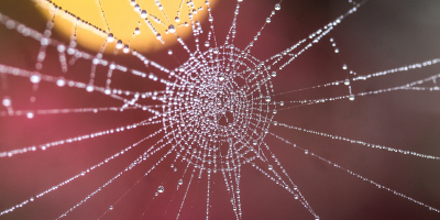 Image of water droplets in a spider web.