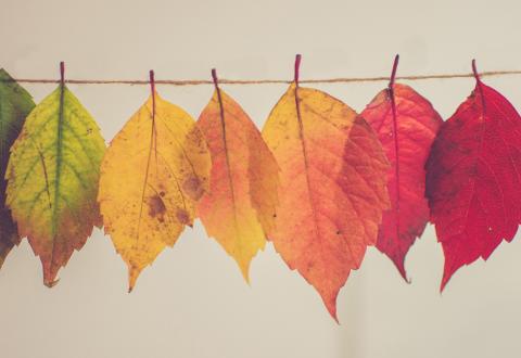 Green, yellow and red leaves on a string