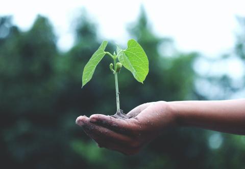 A hand holding a flower seedling